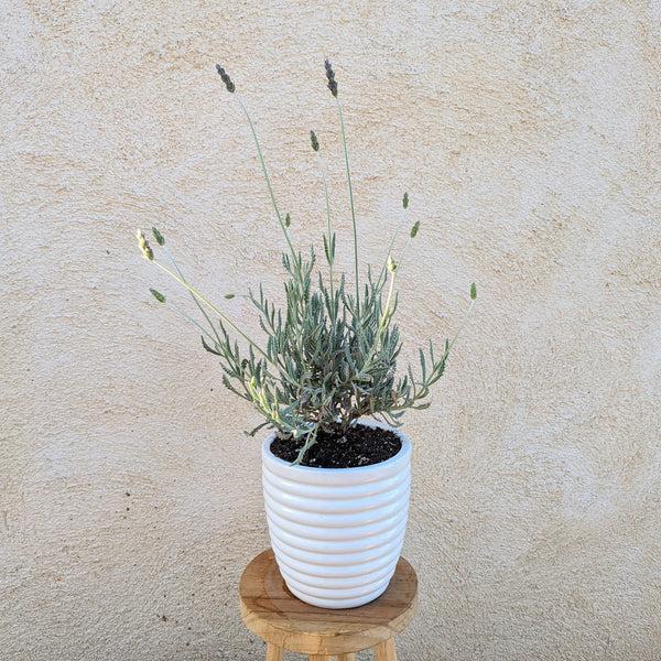 Lavender Plant