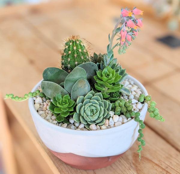 Handmade Klapp Ceramics Pot & Succulent Planter